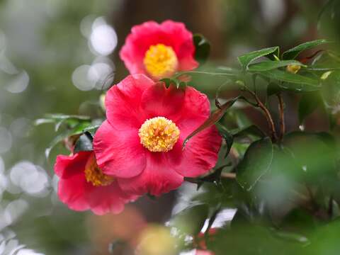 台北ツバキ展が1/5開幕 あでやかな花々をお見逃しなく