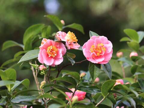 台北ツバキ展が1/5開幕 あでやかな花々をお見逃しなく
