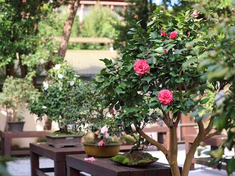 台北ツバキ展が1/5開幕 あでやかな花々をお見逃しなく