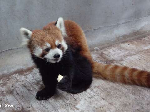 「未來」入住檢疫舍專屬套房(圖片來源：臺北市立動物園)