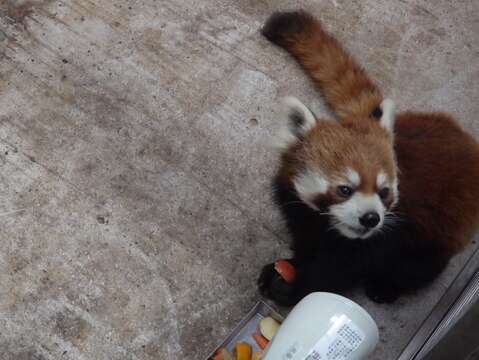 進入新環境，還有點緊張的小貓熊「未來」(圖片來源：臺北市立動物園)