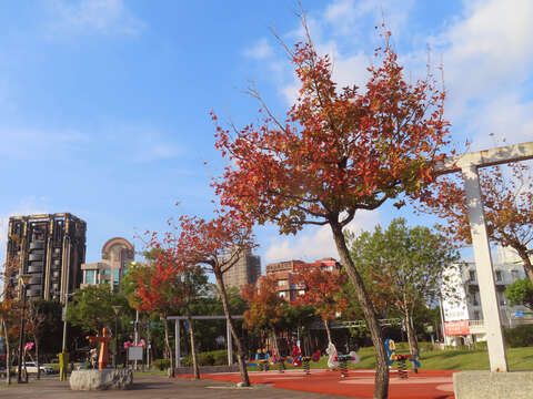 士林4號廣場楓香轉紅(圖片來源：臺北市政府工務局公園路燈工程管理處)