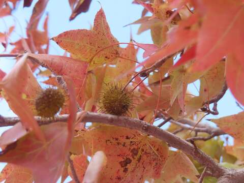 楓香果實近照(圖片來源：臺北市政府工務局公園路燈工程管理處)