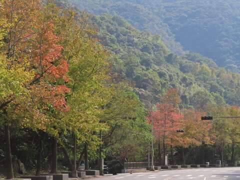 至善路三段楓香陸續轉紅(圖片來源：臺北市政府工務局公園路燈工程管理處)