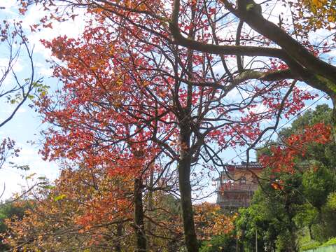 至善路三段楓香逐漸轉紅(圖片來源：臺北市政府工務局公園路燈工程管理處)