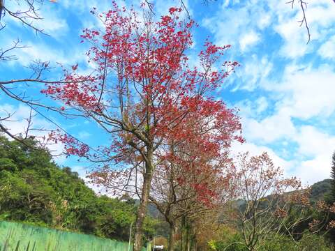 至善路三段有幾株楓香已全株轉紅(圖片來源：臺北市政府工務局公園路燈工程管理處)