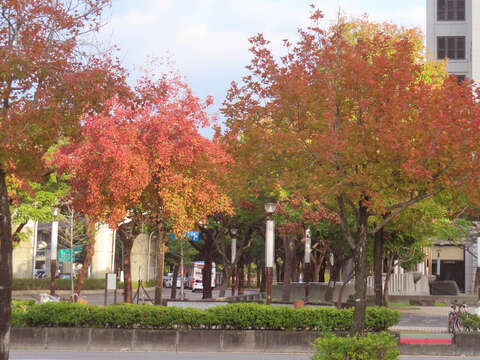 大直美麗華周邊楓香依次轉紅(圖片來源：臺北市政府工務局公園路燈工程管理處)