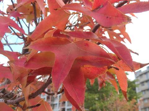 楓香葉片近照(圖片來源：臺北市政府工務局公園路燈工程管理處)