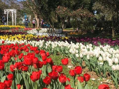 2023花卉中心大門鬱金香花海(圖片來源：臺北市政府工務局公園路燈工程管理處)