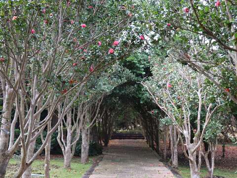 茶花隧道(圖片來源：臺北市政府工務局公園路燈工程管理處)