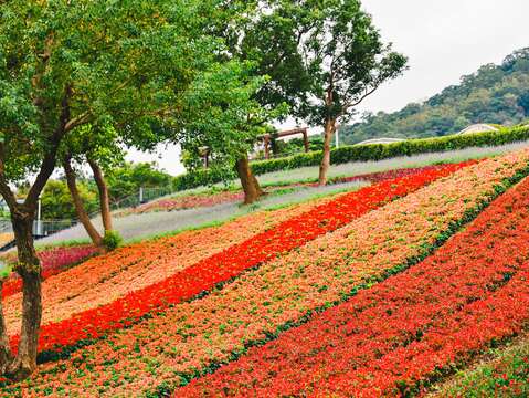 P52_1_北投社三層崎公園花海景觀壯麗。@台北工務局