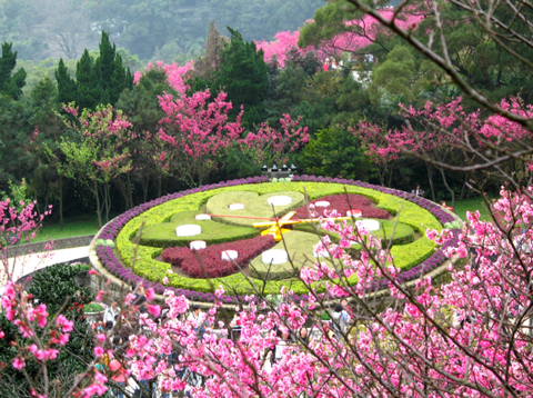 P54_陽明山花鐘是陽明山的熱門賞花景點。@台北工務局