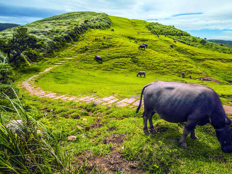 P56 擎天崗的放牧牛隻是此地的特色景觀。@新北市觀光旅遊局