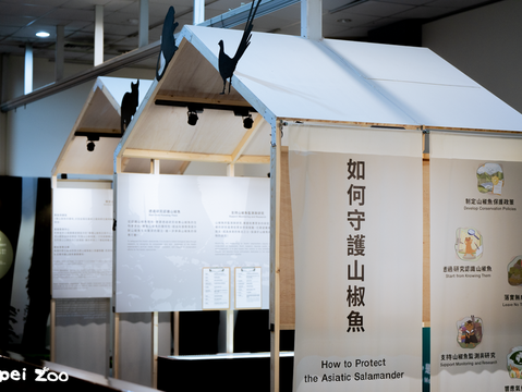 臺北市立動物園今年年度特展以高山精靈山椒魚為主題(圖片來源：臺北市立動物園)