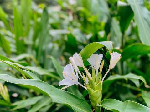 富陽自然生態公園一景(圖片來源：臺北市政府工務局公園路燈工程管理處)