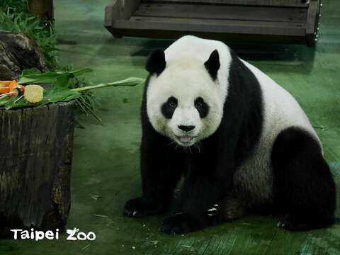 春節就要到了！你準備禮盒了嗎？(圖片來源：臺北市立動物園)