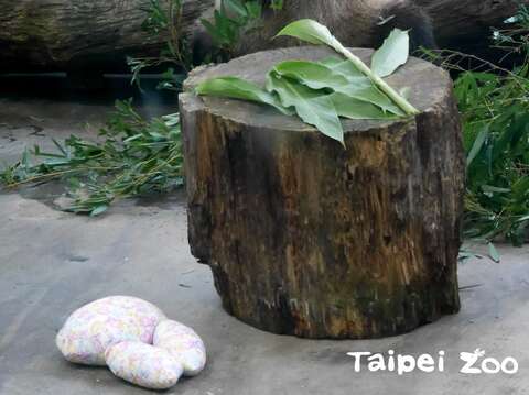我只負責吃，專收禮物就是我！(圖片來源：臺北市立動物園)