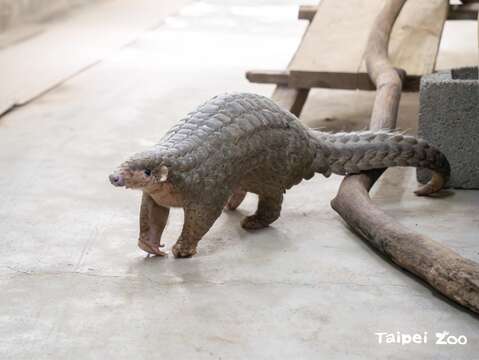 我身上也有鱗片唷！(圖片來源：臺北市立動物園)