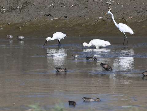 社子島濕地 水鳥群覓食(圖片來源：臺北市政府工務局水利工程處)