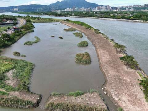 改善後高潮位營造陸島供水鳥停棲(圖片來源：臺北市政府工務局水利工程處)