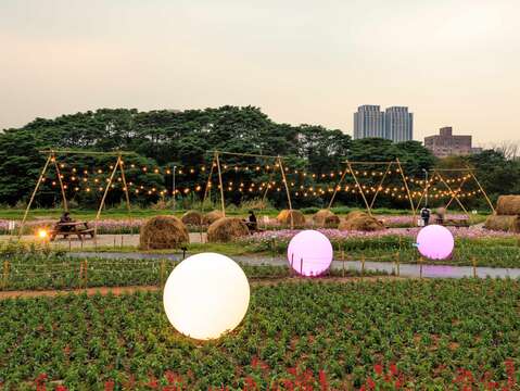 古亭河濱花海夜間球燈亮起 賞花更美(圖片來源：臺北市政府工務局水利工程處)
