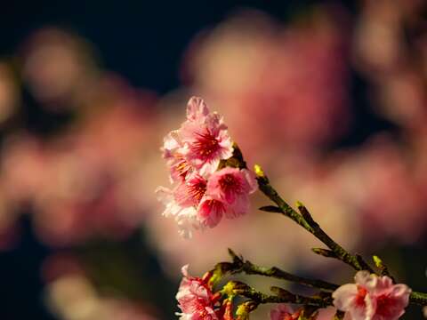 辰年はエネルギッシュにロックンロール! ロハス夜桜祭り!