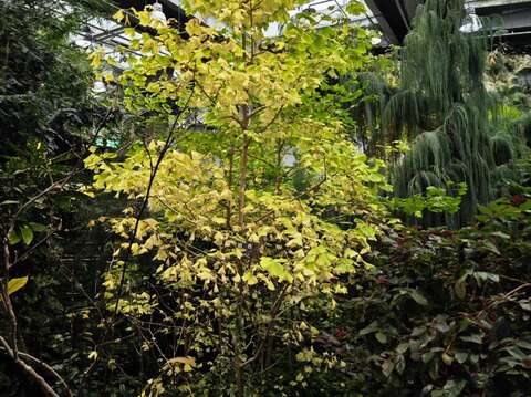 銀杏葉片夏季葉色嫩綠、秋冬季轉為黃色非常美觀(圖片來源：臺北市政府工務局公園路燈工程管理處)