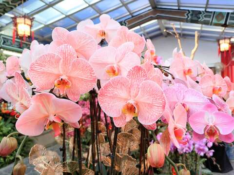 吸染蝴蝶蘭花色爭奇鬥艷(圖片來源：臺北市政府工務局公園路燈工程管理處)