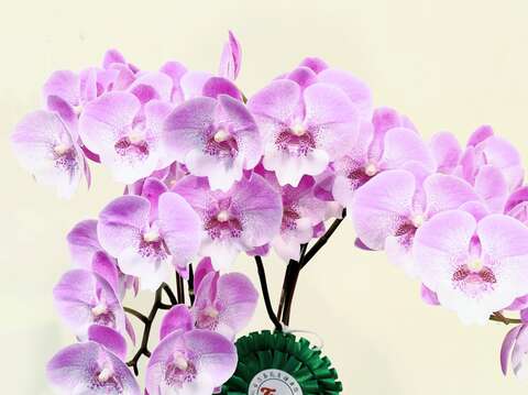 各式品種的大唇瓣蝴蝶蘭絕對可以讓賞花遊客大飽眼福(圖片來源：臺北市政府工務局公園路燈工程管理處)