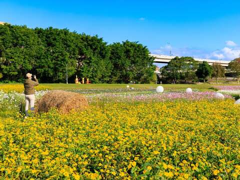 古亭河濱花海花 大面積的花海最適合拍照(圖片來源：臺北市政府工務局水利工程處)