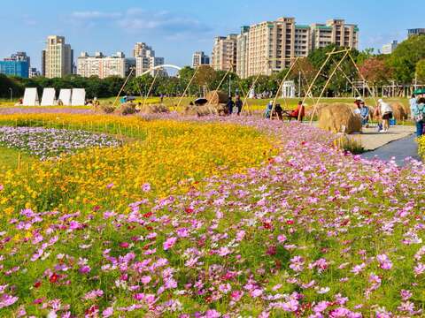古亭河濱花海盛開 歡迎大家來賞花 感受花開的浪漫氣息(圖片來源：臺北市政府工務局水利工程處)