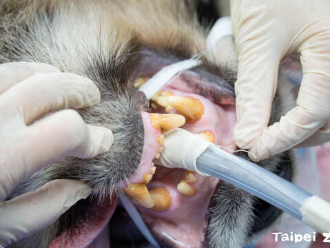 大貓熊「圓仔」門牙有斷裂進行根管治療的紀錄，此次影像檢查結果發現牠的牙根目前都仍正常(圖片來源：臺北市立動物園)