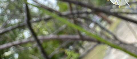 梅花經常三蕾齊開，並有五枚花瓣，擁有越冷花越開的特性(圖片來源：臺北市政府工務局公園路燈工程管理處)
