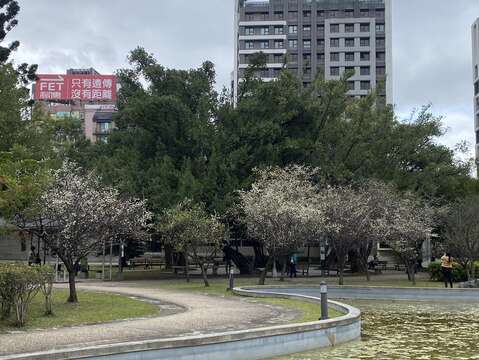 梅花隨風飄散，伴隨陣陣沁人心脾梅花香(圖片來源：臺北市政府工務局公園路燈工程管理處)