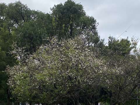 榮星花園公園梅樹正逢開花期(圖片來源：臺北市政府工務局公園路燈工程管理處)