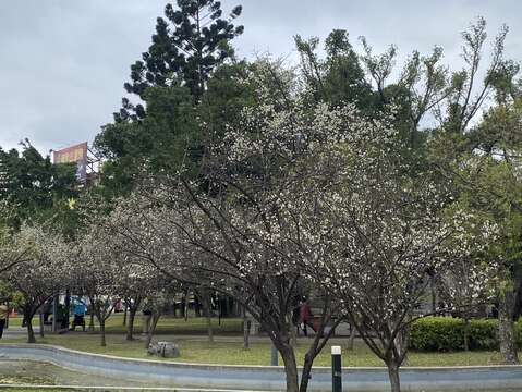 榮星花園公園梅樹蔓延成一片白色的雪白世界(圖片來源：臺北市政府工務局公園路燈工程管理處)