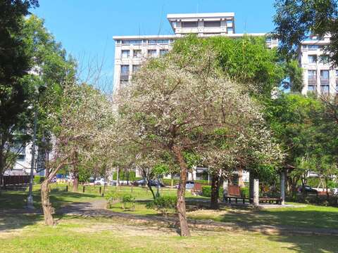 奇岩4號綠地有3、4株老梅樹相繼盛開(圖片來源：臺北市政府工務局公園路燈工程管理處)