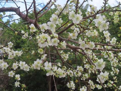 奇岩4號綠地新植梅樹也已盛開(圖片來源：臺北市政府工務局公園路燈工程管理處)