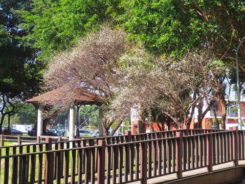 奇岩3號公園也有幾株梅花與奇岩4號綠地一路之隔(圖片來源：臺北市政府工務局公園路燈工程管理處)