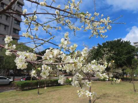 奇岩4號綠地新植梅樹也已開放賞花(圖片來源：臺北市政府工務局公園路燈工程管理處)