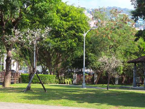 奇岩4號綠地新植梅樹也已開放(圖片來源：臺北市政府工務局公園路燈工程管理處)