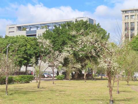 奇岩4號綠地新植梅樹也已開放，民眾可前往拍美照(圖片來源：臺北市政府工務局公園路燈工程管理處)