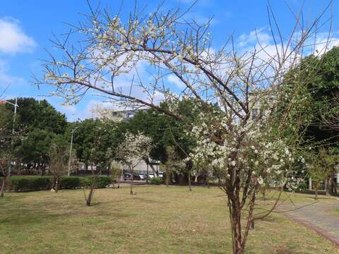 奇岩4號綠地新植梅樹也已開放民眾可前去觀賞(圖片來源：臺北市政府工務局公園路燈工程管理處)