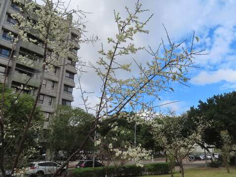 奇岩4號綠地新植梅樹也已開放，可供民眾美拍(圖片來源：臺北市政府工務局公園路燈工程管理處)