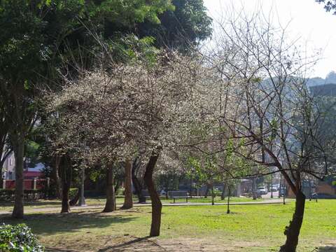 奇岩4號綠地有3、4株老梅樹盛開(圖片來源：臺北市政府工務局公園路燈工程管理處)