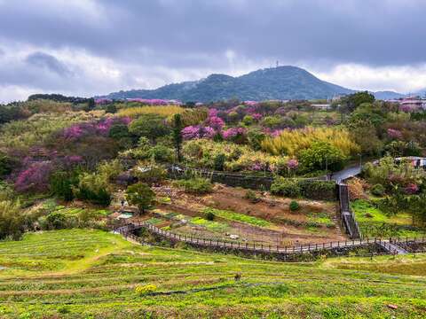 鵝尾山水田櫻花遠景(圖片來源：臺北市政府工務局大地工程處)
