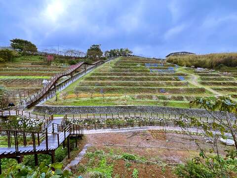 鵝尾山水梯田櫻花季風貌(圖片來源：臺北市政府工務局大地工程處)