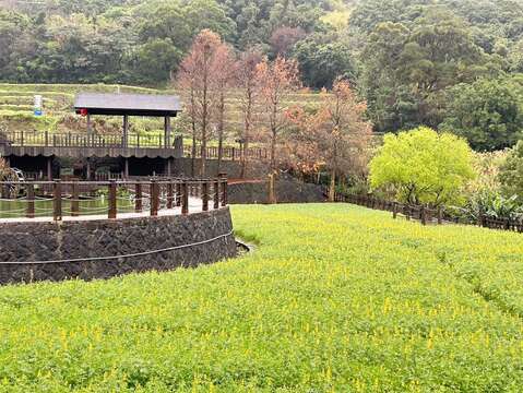 樟樹步道-明鏡池(圖片來源：臺北市政府工務局大地工程處)