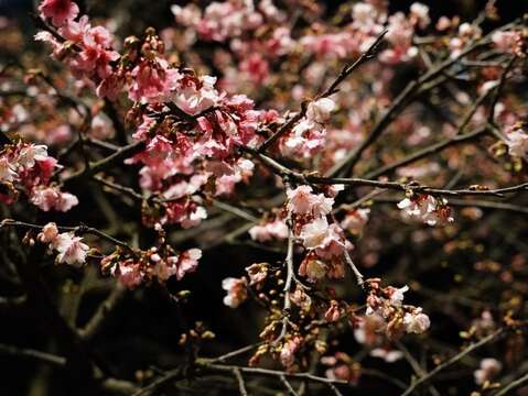 櫻花美景(圖片來源：臺北市政府秘書處媒體事務組)