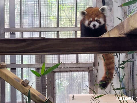 小貓熊「未來」2024年1月29日完成檢疫進到溫帶動物區加入大家族(圖片來源：臺北市立動物園)